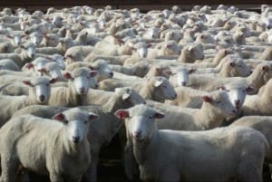 These 16.8kg cwt Poll Dorset cross lambs at Cooma, NSW, sold for $121 on AuctionsPlus yesterday.