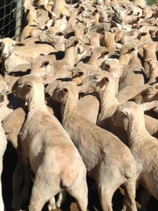 These 15.7kg cwt Poll Dorset cross lambs at Elong Elong in NSW sold for $117.50 on AuctionsPlus yesterday.