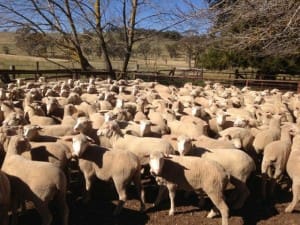 These White Suffolk_Merino cross lambs at Guyra, NSW, sold for $111.50 on AuctionsPlus last week.