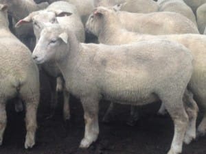 These 21.9kg cwt White Suffolk cross lambs at Evandale Tasmania sold for $116.50 on AuctionsPlus last week.