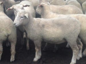 These 21.9kg cwt White Suffolk cross lambs at Evandale Tasmania sold for $116.50 on AuctionsPlus last week.