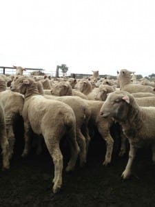 These 7-8 month-old 17.2kg cwt White Suffolk cross lambs sold for $123.50 at Guyra on AuctionsPlus on Thursday.