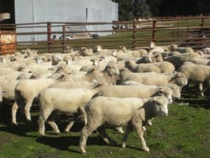 These 7-8 month-ild 18kg cwt Poll Dorset cross lambs at Bombla sold for $116 on AuctionsPlus on Tuesday.