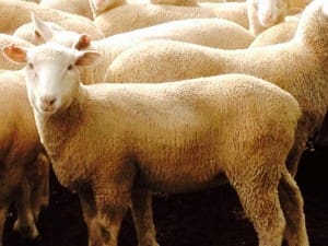 These 7-8 month-old 18.6kg cwt Poll Dorset lambs sold at Wellington NSW sold for $125 on AuctionsPlus yesterday.