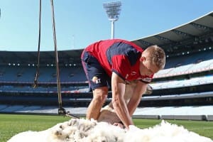 Melbourne midfielder Bernie Vince showing his sheep shearing skills on the MCG.