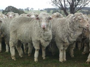 These 3.5 year-old 23.5kg cwt October-shorn Merino wethers sold for $131.50 at Binda, NSW< on AuctionsPlus last week. 