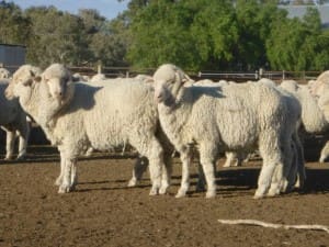 These 7-9 month-old 13.6kg cwt woolly Merino lambs sold for $79 at Louth, NSW, on AuctionsPlus yesterday.