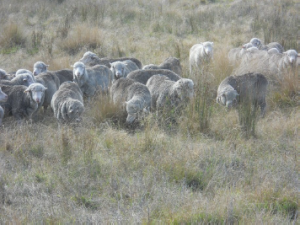 Sheep grazing serrated tussock.