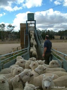 Buying sheep can introduce lice. Picture: Deb Maxwell.