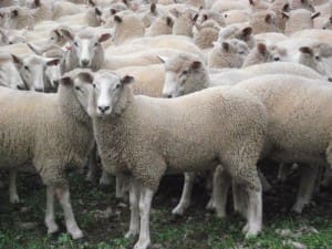 These 10-11 month-old unjoined Border Leicester-Dohne cross ewes sold for $165 on AuctionsPlus last week.