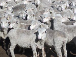 These 1-2 yearold Merino ewes, scnned in lamb to the Merino, sold for $120 at Boorowa on AuctionsPlus this week.