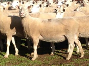 These 2009-drop 69kg lwt Primeline ewes, SIL 100pc, sold for $188 at Holbrook NSW on AuctionsPlus last week