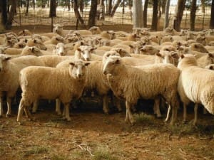 These 15-16 month-old unjoined September-shorn first cross ewes sold for $175 at Trundle, NSW, on AuctionsPlus last week.