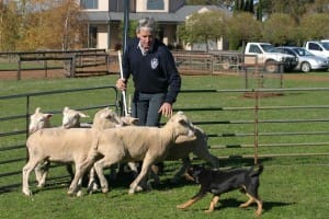 Ian O'Connell will be among the top Kelpie handlers to offer dogs at the Casterton auction.