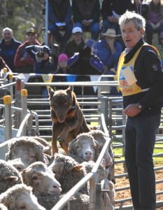 Ian O'Connell demonstrating his $11,000 Kelpie Bagalla Bart at Casterton. Picture: Zoe Crouch. 