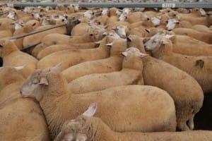 These lambs topped the Griffith market two weeks ago at $215.