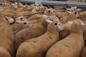 Ashley Douglas' White Suffolk lambs topped the Griffith market at $213 on Friday.