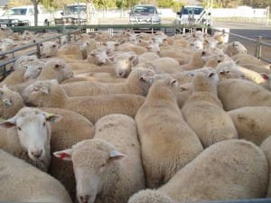 Ouyen producer Brian O'Callaghan sold these lambs for $177 at Ouyen on Thursday.