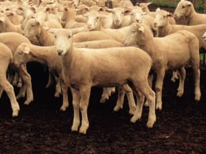 These 17.1kg cwt Poll Dorset cross lambs sold for $129.50 at Dubbo on AuctionsPlus on Tuesday.