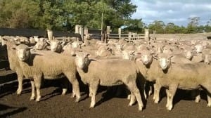 These 22.7kg cwt March shorn Poll Dorset cross lambs sold for $130 at Sorell, Tasmania, on AuctionsPlus yesterday.