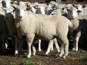 These 21kg cwt White Suffolk cross lambs at Glen Innes, NSW, sold for $117 on AuctionsPlus yesterday.