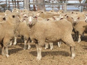 These December shorn White Suffolk cross lambs, 19,.4kg cwt, sold for $116.50 at Deepwater, NSW, on AuctionsPlus yesterday.