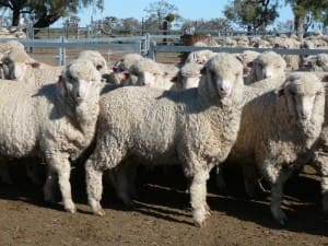 These unshorn September-October drop 15.6 kg cwt Merino lambs at Moree, NSW, sold for $91.50 on AuctionsPlus yesterday.