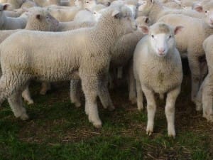 These Feb-March 2015-drop Poll Dorset cross lambs, 13kg cwt, sold for $100 at Blayney, NSW, on AuctionsPlus last week.