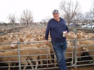 Werrimull producer Eric Yates sold these supplementary-fed crossbred lambs for $174.60 at Ouyen on Thursday.