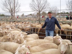 Tempy producer Terry Monaghan sold these crossbred lambs for $203.60 at Ouyen on Thursday.