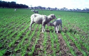 WA producers are being told the time is right to graze crops.