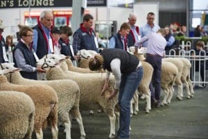 Sheep being judged at the Royal Melbourne Show