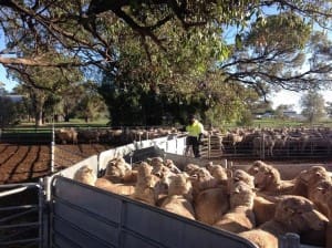 NSW DPI livestock handler Tom Patterson, drafts CTSE progeny from the 2013 drop at the Trangie Agricultural Research Centre. 