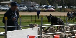 Victorian yard dog champions Gary Sharrock and Able Alby will be at Sheepvention