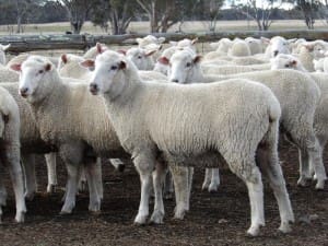 These Border Leicester-Dohne ewe lambs scanned 136pc in lamb to White Suffolks and sold for $187.50 on AuctionsPlus at Glen Innes, NSW, last week.