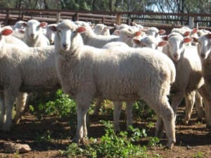 These March shorn August-September 2014-drop first cross ewe lambs, 43,.4kg lwt, sold for $139.50 at Dirranbandi, Qld, on AuctionsPlus last week.  