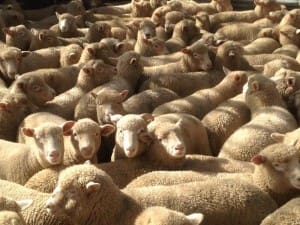 These April-May 2015-drop Dorset cross lambs, 12.4kg cwt, sold for $104 at Temora NSW on AuctionsPlus yesterday.