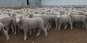 These April-May drop White Suffolks cross lambs, 12.8kg cwt, sold for $92 on AuctionsPlus last week.