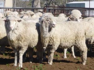 These September-November 2014-drop Merino lambs sold for $91 at Brewarrina, NSW, on AuctionsPlus this week.