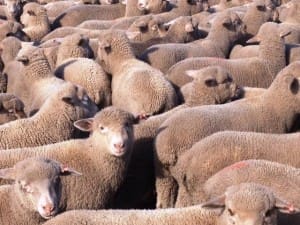 These March-May drop Poll Dorset cross sucker lambs, 9.6kg cwt, sold for $83 at Jabuk, SA, on AuctionsPlus yesterday.  