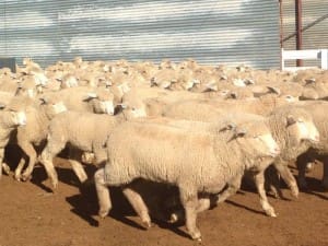 These 16.2kg cwt March-April 2015-drop Poll Dorset cross lambs sold for $109.50 at Temora, NSW, on AuctionsPlus yesterday.