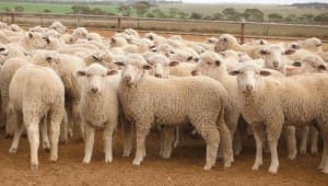 These March 2015-drop 10.9kg cwt White Suffolk cross lambs sold for $79 at Nildottie in SA on AuctionsPlus yesterday.