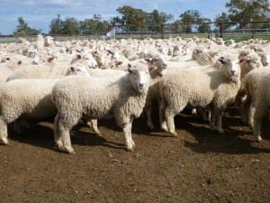 These April-May drop 16.4kg cwt first cross wether lambs sold for $108 at Coonamble, NSW, on AuctionsPlus yesterday.