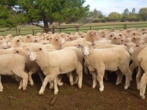 These 12kg cwt Poll Dorset cross sucker lambs at Coolamon NSW sold for $101 on AuctionsPlus last week.