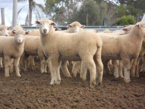These 14.4kg cwt new season March-drop Poll Dorset lambs at Gulgong, NSW, sold for $115 on AuctionsPlus yesterday.