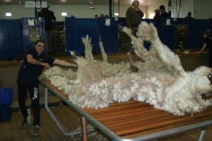 Wool handler Mark Purcell will represent Victorian at the national titles in Hamilton this year.