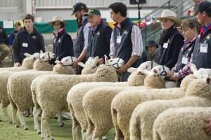 Sheep show judging at Bendigo.