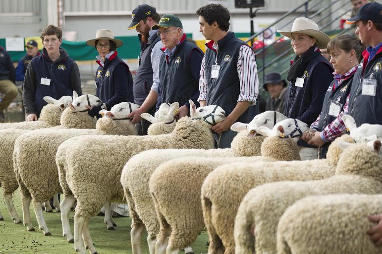 Lamb, wool, youth and rams to feature at Australian Sheep and Wool Show