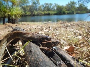 A great shot of a snake eating a cane toad, from last year’s Feral Photos competition by Liam Golding, IACRC