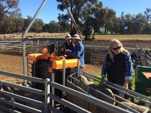 WA producers, from left, James Evans, Rob Rose and Diane Rose using EID to select sheep.